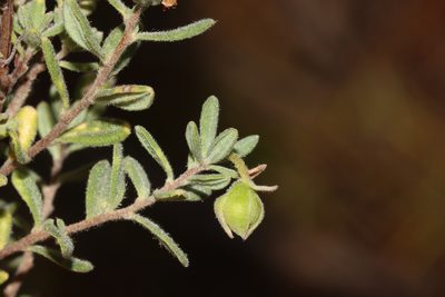 Hibbertia cinerea, photographed by T. Hammer