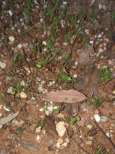 Cotula bipinnata, photographed by spacegecko