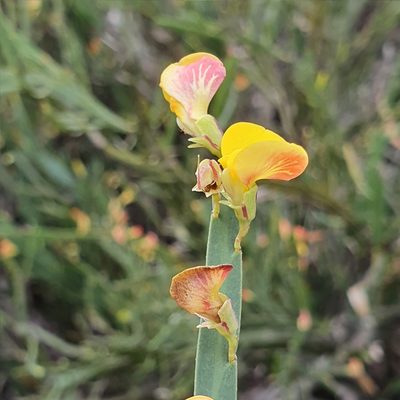 Bossiaea ensata, photographed by ronavery