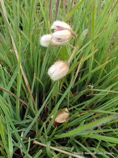 Fanninia caloglossa, photographed by Peter Warren