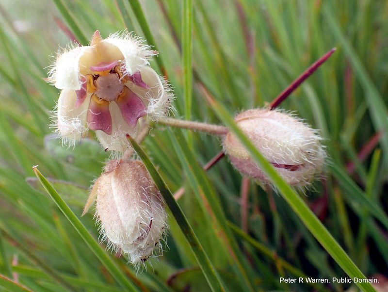 Fanninia caloglossa, photographed by Peter Warren