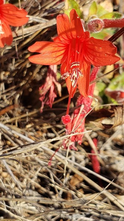 Epilobium septentrionale, photographed by Rupert Clayton