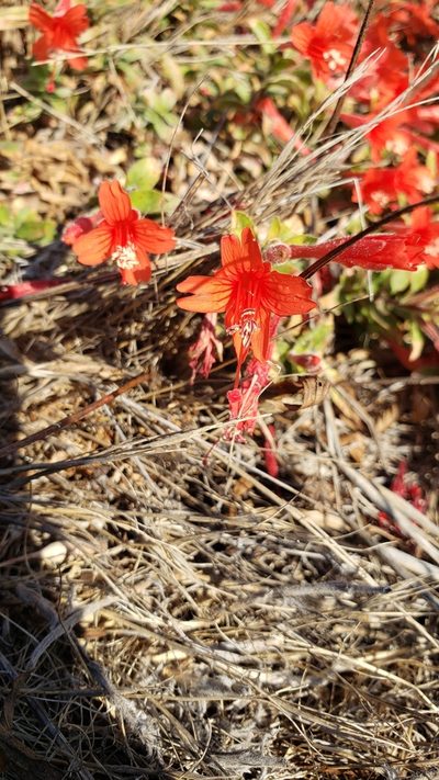 Epilobium septentrionale, photographed by Rupert Clayton