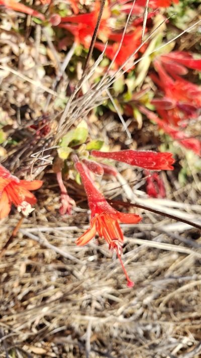 Epilobium septentrionale, photographed by Rupert Clayton