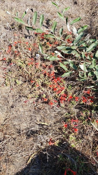 Epilobium septentrionale, photographed by Rupert Clayton