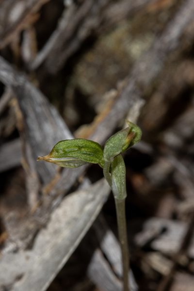 Pterostylis pusilla, photographed by T. Hammer