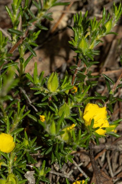 Hibbertia paeninsularis, photographed by T. Hammer