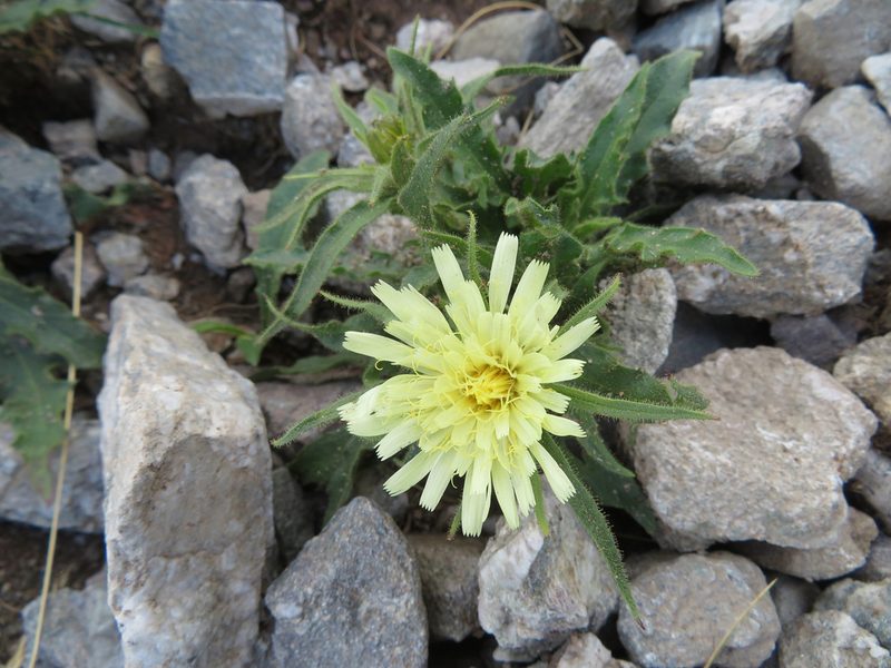 Schlagintweitia intybacea, photographed by Marco Mussita