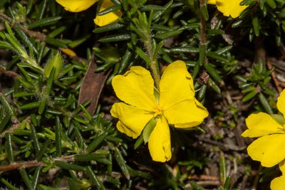 Hibbertia paeninsularis, photographed by T. Hammer