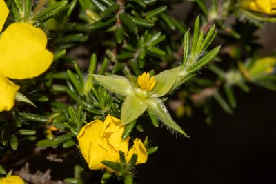 Hibbertia paeninsularis, photographed by T. Hammer