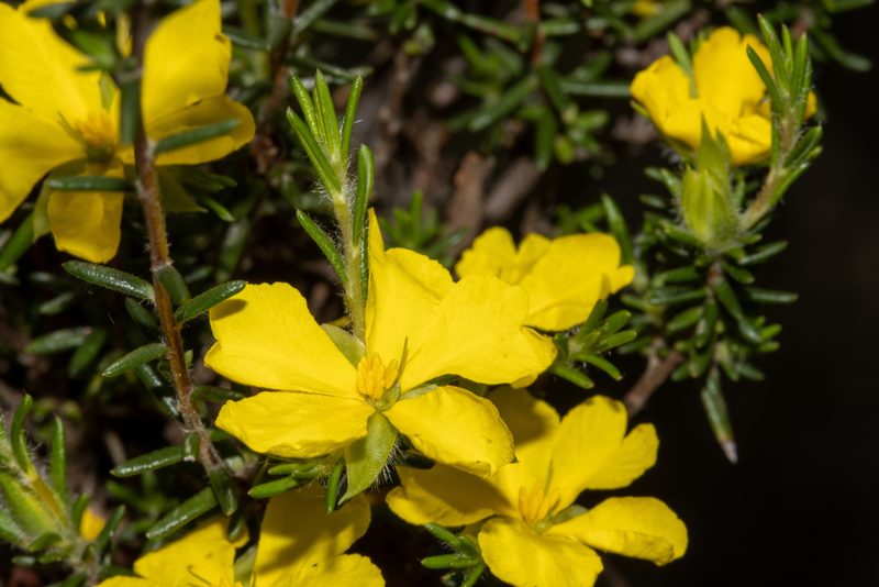 Hibbertia paeninsularis, photographed by T. Hammer