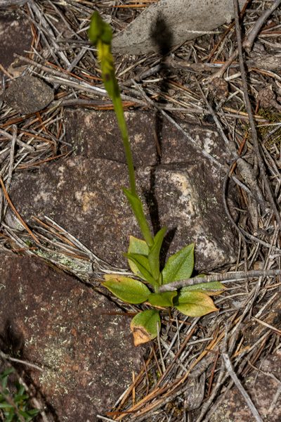 Pterostylis extensa, photographed by T. Hammer