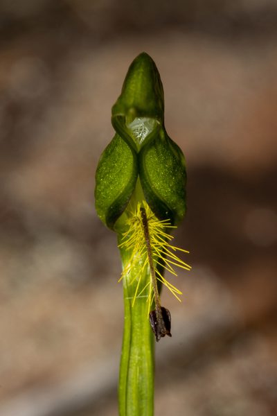 Pterostylis extensa, photographed by T. Hammer