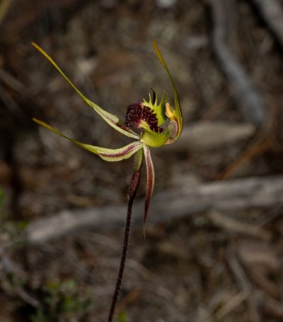 Caladenia septuosa, photographed by T. Hammer
