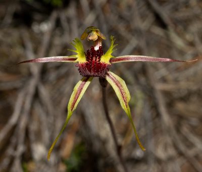 Caladenia septuosa, photographed by T. Hammer