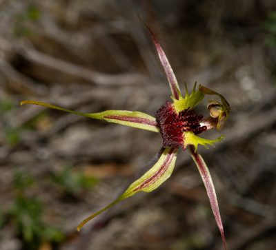 Caladenia septuosa, photographed by T. Hammer