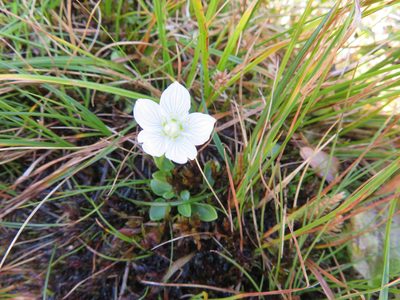 Parnassia palustris, photographed by Marco Mussita