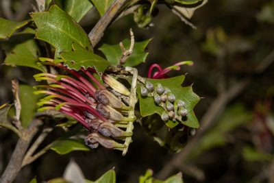Grevillea ilicifolia, photographed by T. Hammer