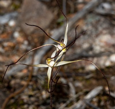 Caladenia capillata, photographed by T. Hammer