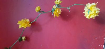 Kerria japonica, photographed by Ali Mackisack