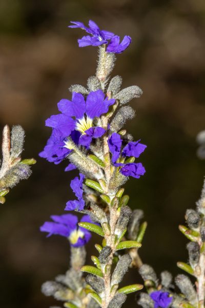 Dampiera rosmarinifolia, photographed by T. Hammer