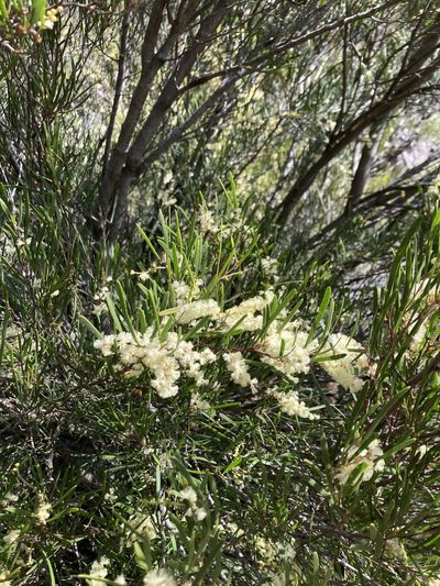 Acacia mucronata, photographed by krumpianking