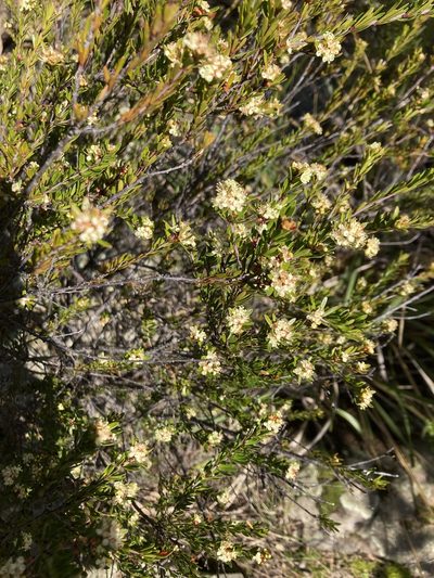 Micrantheum hexandrum, photographed by krumpianking