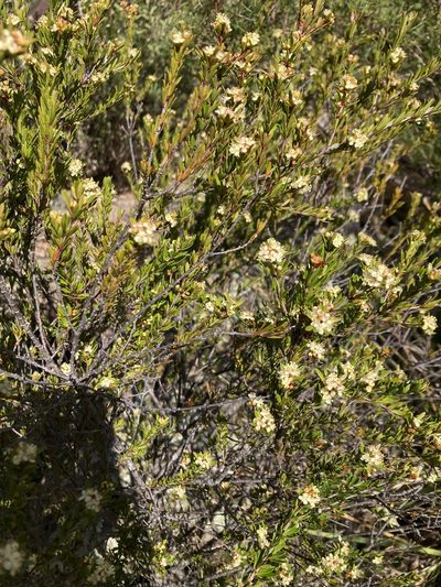 Micrantheum hexandrum, photographed by krumpianking