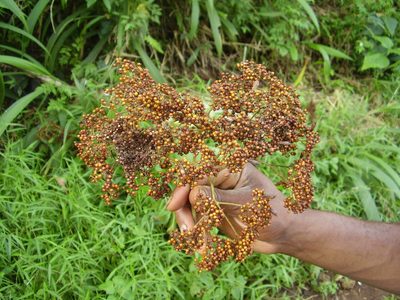 Harungana madagascariensis, photographed by Ricardo Lima