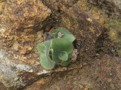 Holothrix villosa, photographed by Jeremy Gilmore