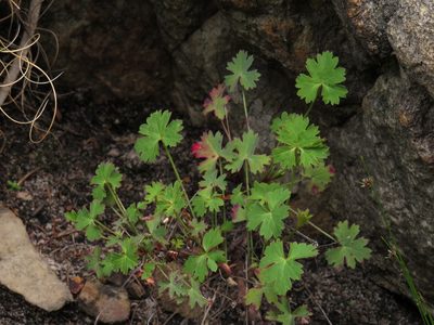 Pelargonium patulum, photographed by Jeremy Gilmore