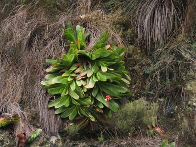 Kumara haemanthifolia, photographed by Jeremy Gilmore