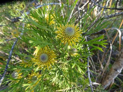 Isopogon anemonifolius, photographed by Gary Williams