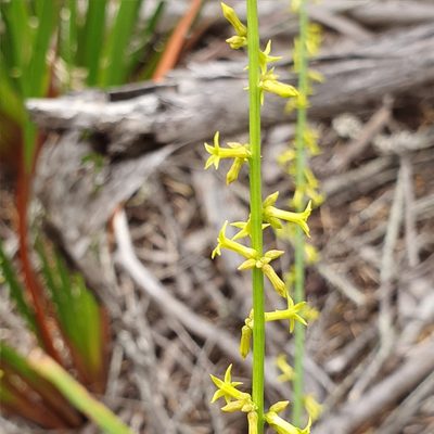 Stackhousia viminea, photographed by ronavery