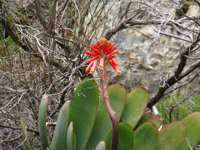 Kumara haemanthifolia, photographed by Jeremy Gilmore