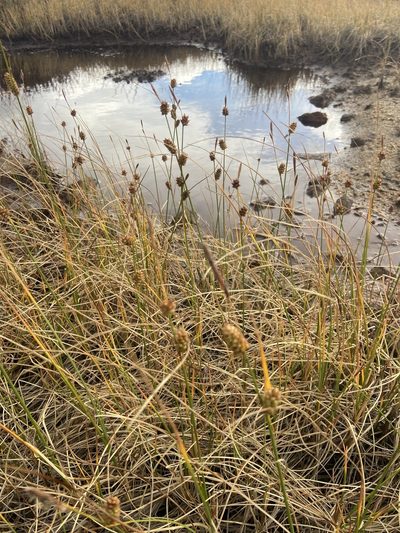 Carex rotundata, photographed by Maria Khoreva