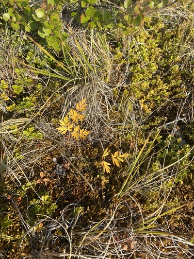 Tilingia ajanensis, photographed by Maria Khoreva