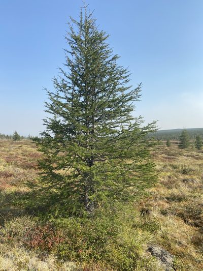Larix gmelinii, photographed by Maria Khoreva