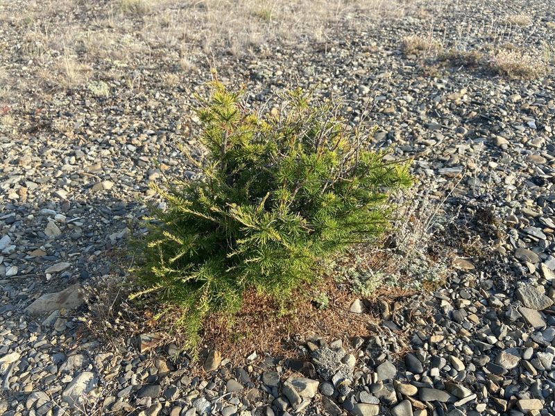 Larix gmelinii, photographed by Maria Khoreva