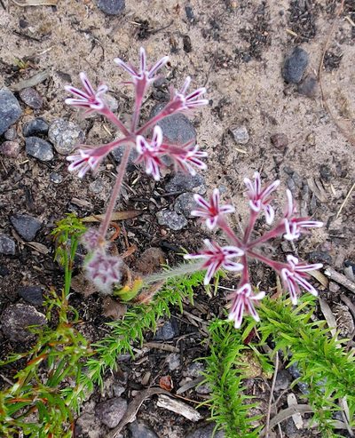 Pelargonium pilosellifolium, photographed by Di Turner