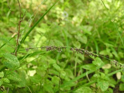 Molinia caerulea, photographed by Yves Bas