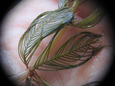 Myriophyllum spicatum, photographed by Yves Bas