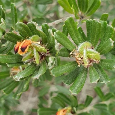 Pultenaea linophylla, photographed by ronavery