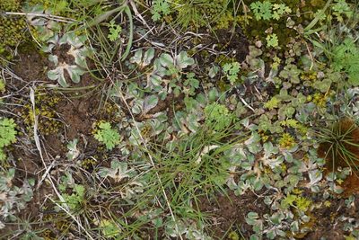 Riccia spongiosula, photographed by Alice Shanks
