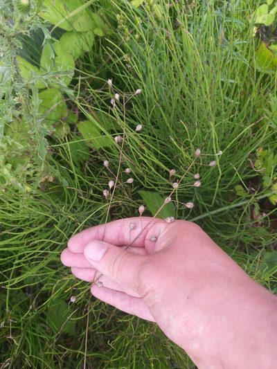 Camelina sativa, photographed by Dmitriy Bochkov