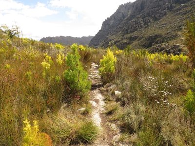 Leucadendron salicifolium, photographed by Jeremy Gilmore