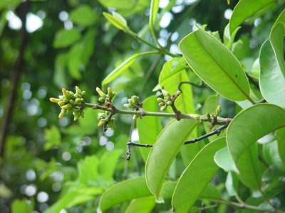 Leuconotis griffithii, photographed by Cheongweei Gan