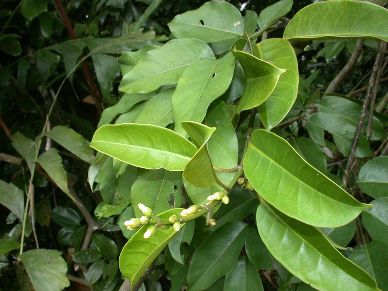 Leuconotis griffithii, photographed by Cheongweei Gan
