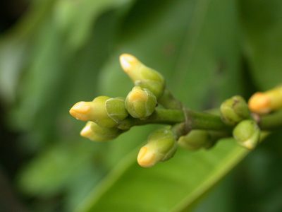 Leuconotis griffithii, photographed by Cheongweei Gan
