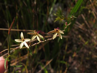 Cyphia zeyheriana, photographed by Jeremy Gilmore